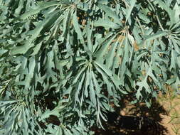 Image of Highveld Cabbage Tree