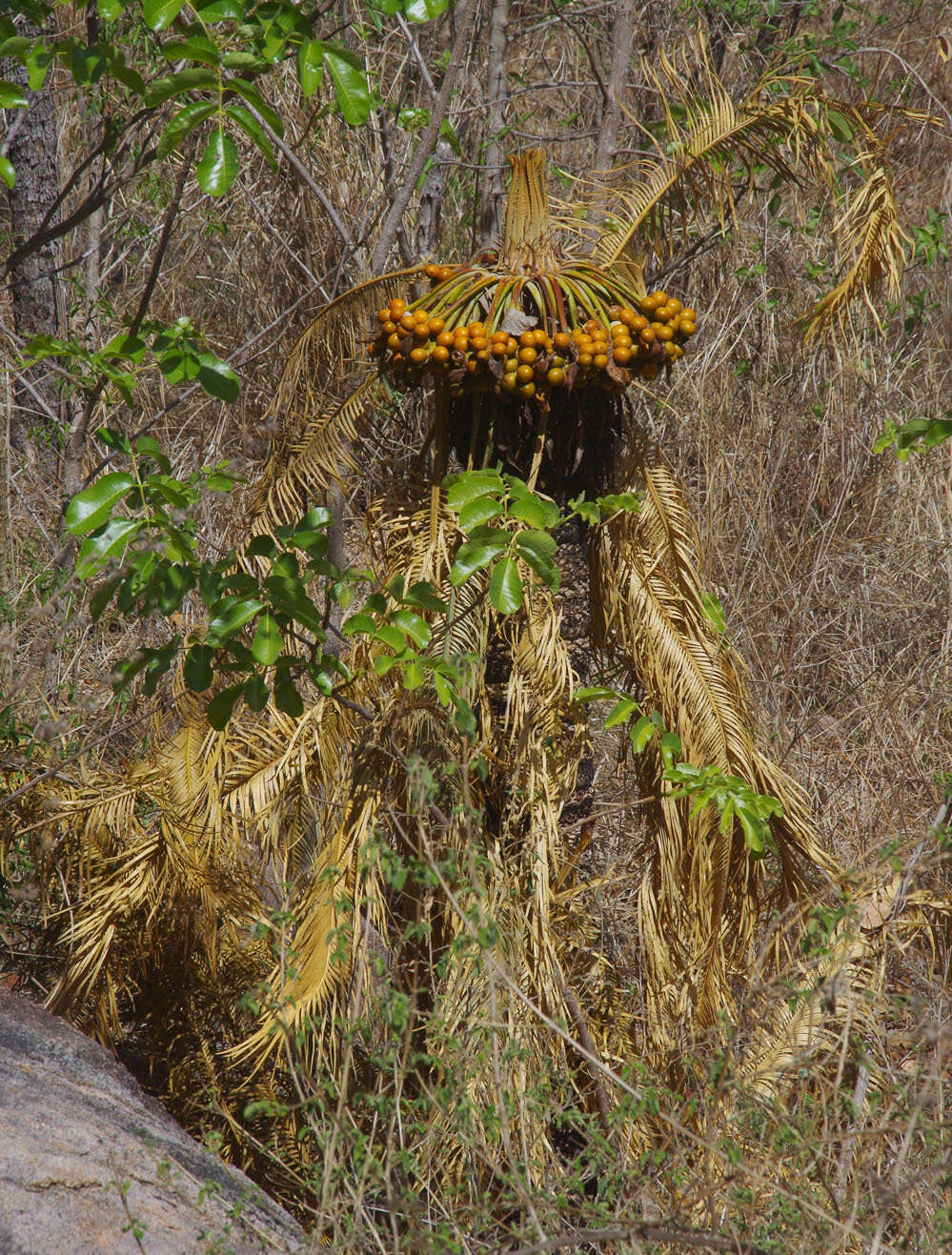 Image of Cycas media subsp. media