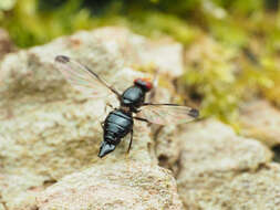 Image of Pseudoseioptera albipes (Cresson 1919)