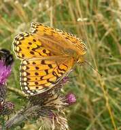 Image of Speyeria aglaja