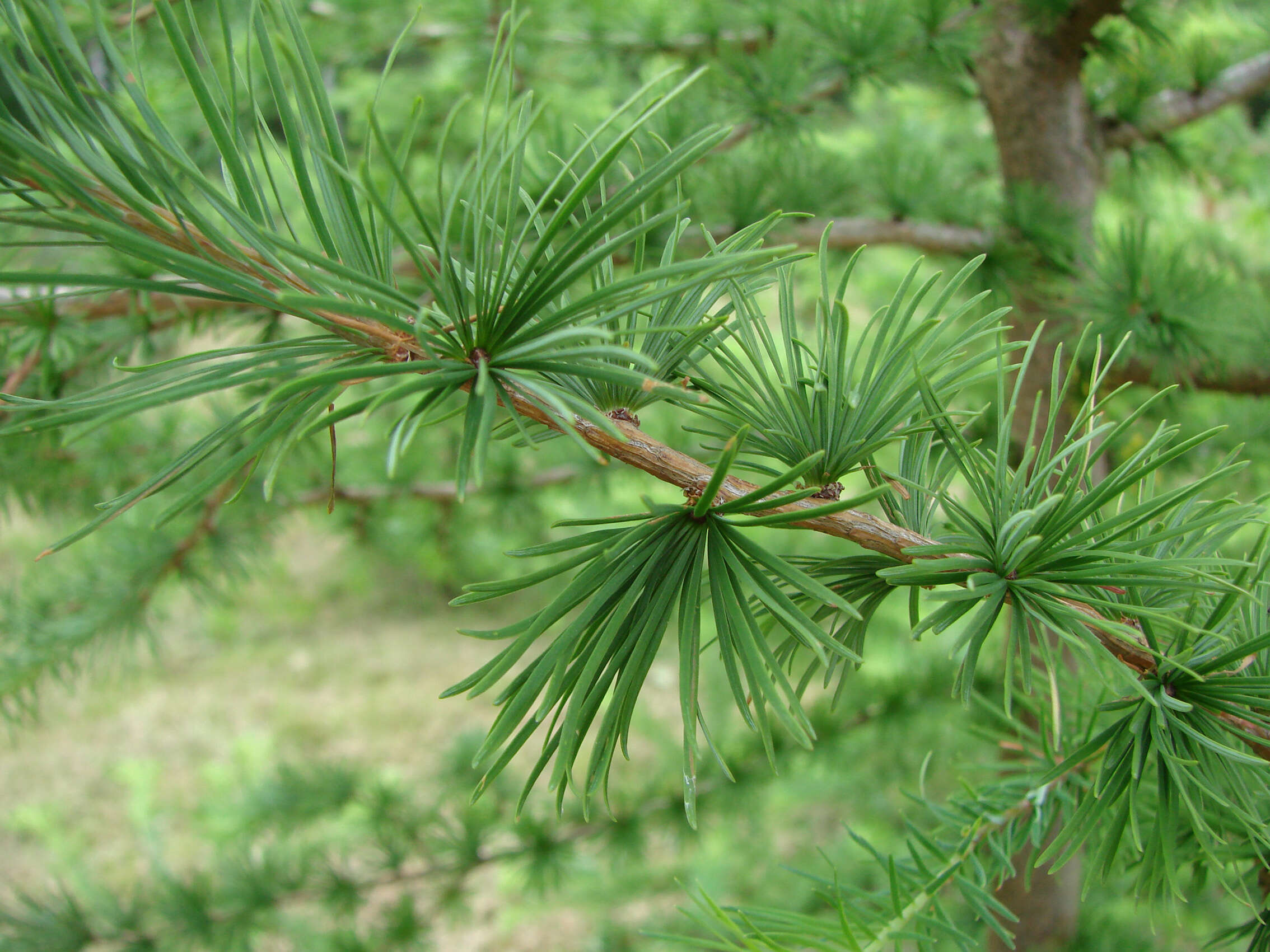 Image of European Larch