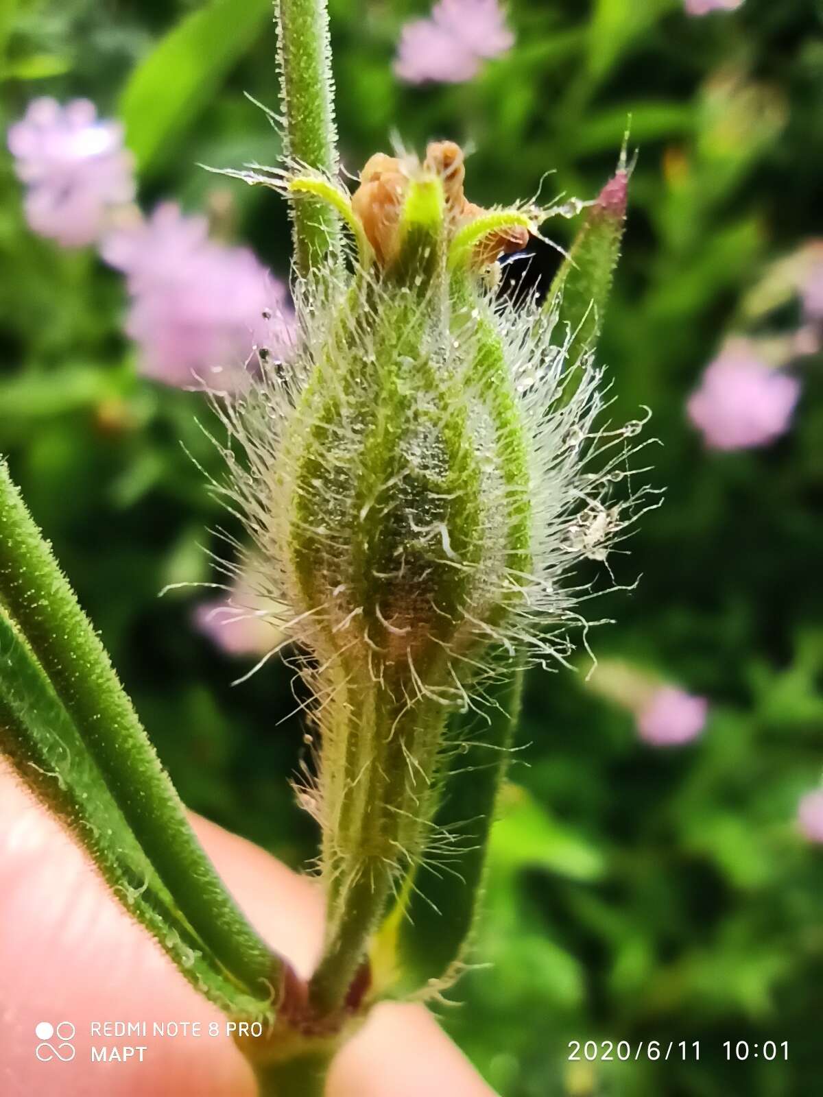 Imagem de Silene bellidifolia Jacq.