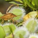 Image of Dendrocoris contaminatus Uhler 1897