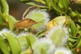 Image of Dendrocoris contaminatus Uhler 1897