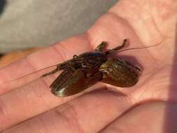 Image of chocolate porcelain crab