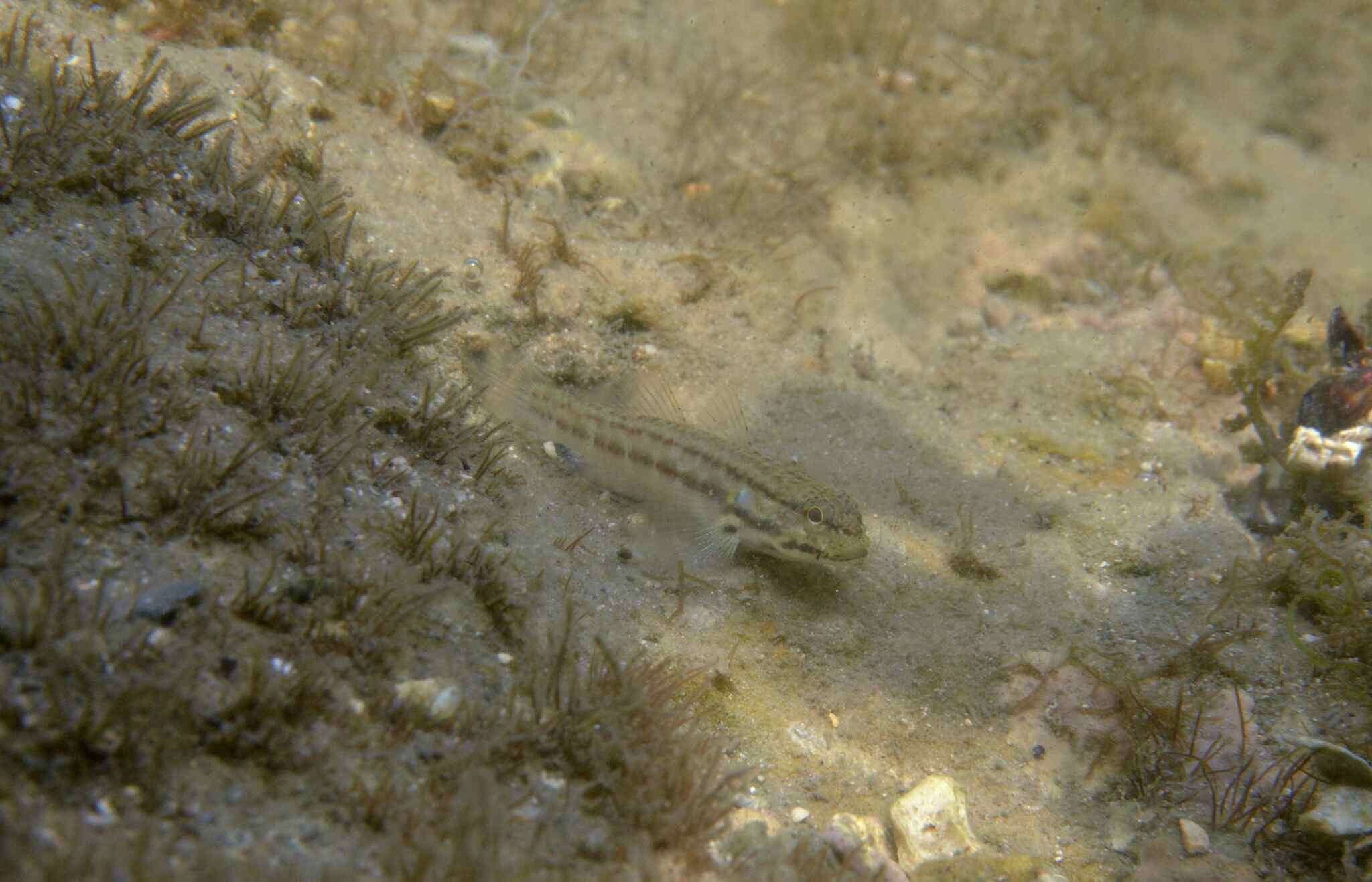 Image of Bathygobius casamancus (Rochebrune 1880)