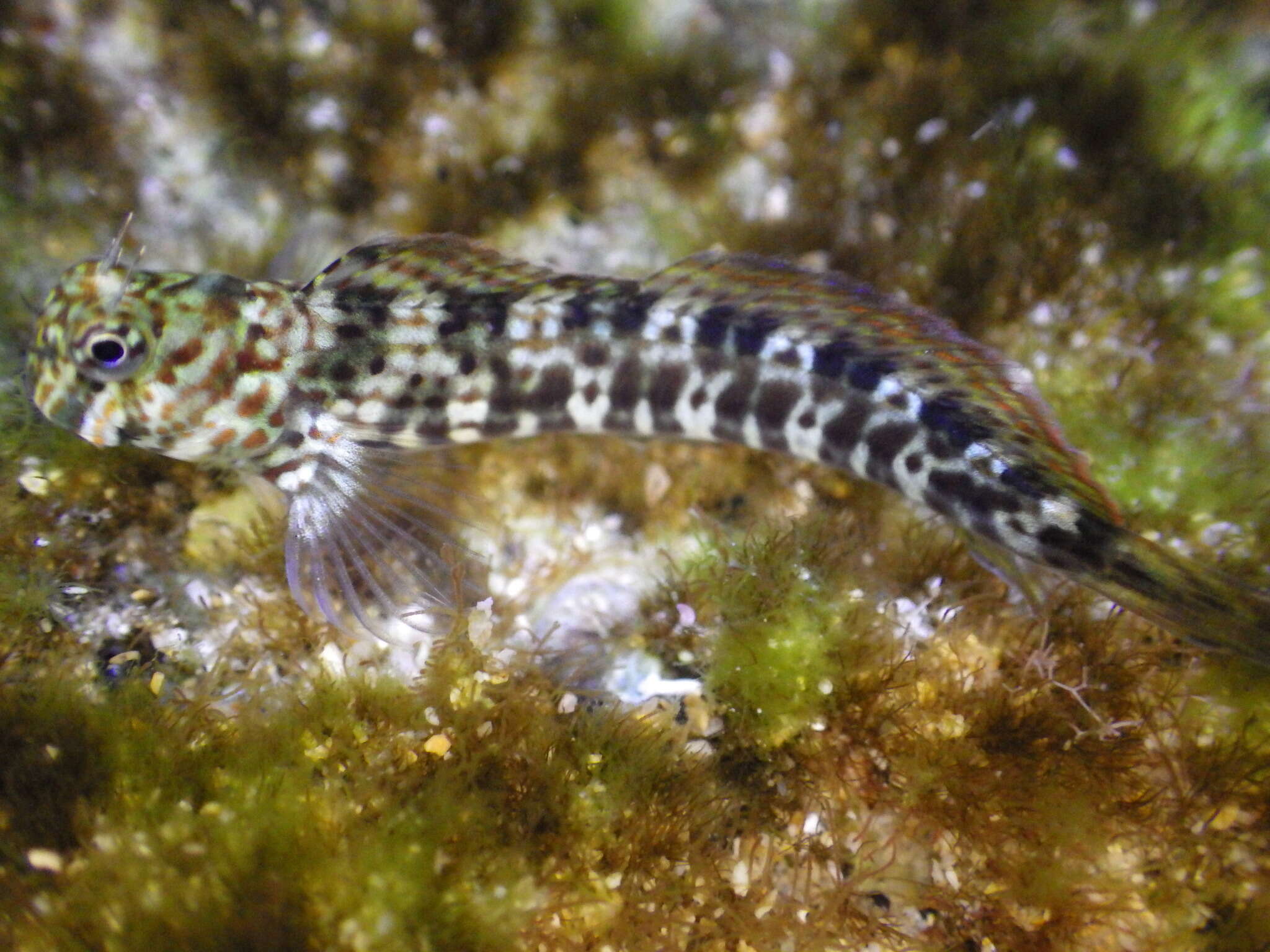 Istiblennius dussumieri (Valenciennes 1836) resmi