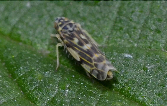 Image of Eupteryx (Eupteryx) urticae (Fabricius 1803)