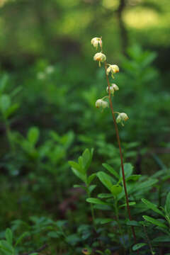 Image of greenflowered wintergreen