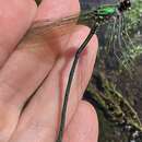 Image of Appalachian Jewelwing