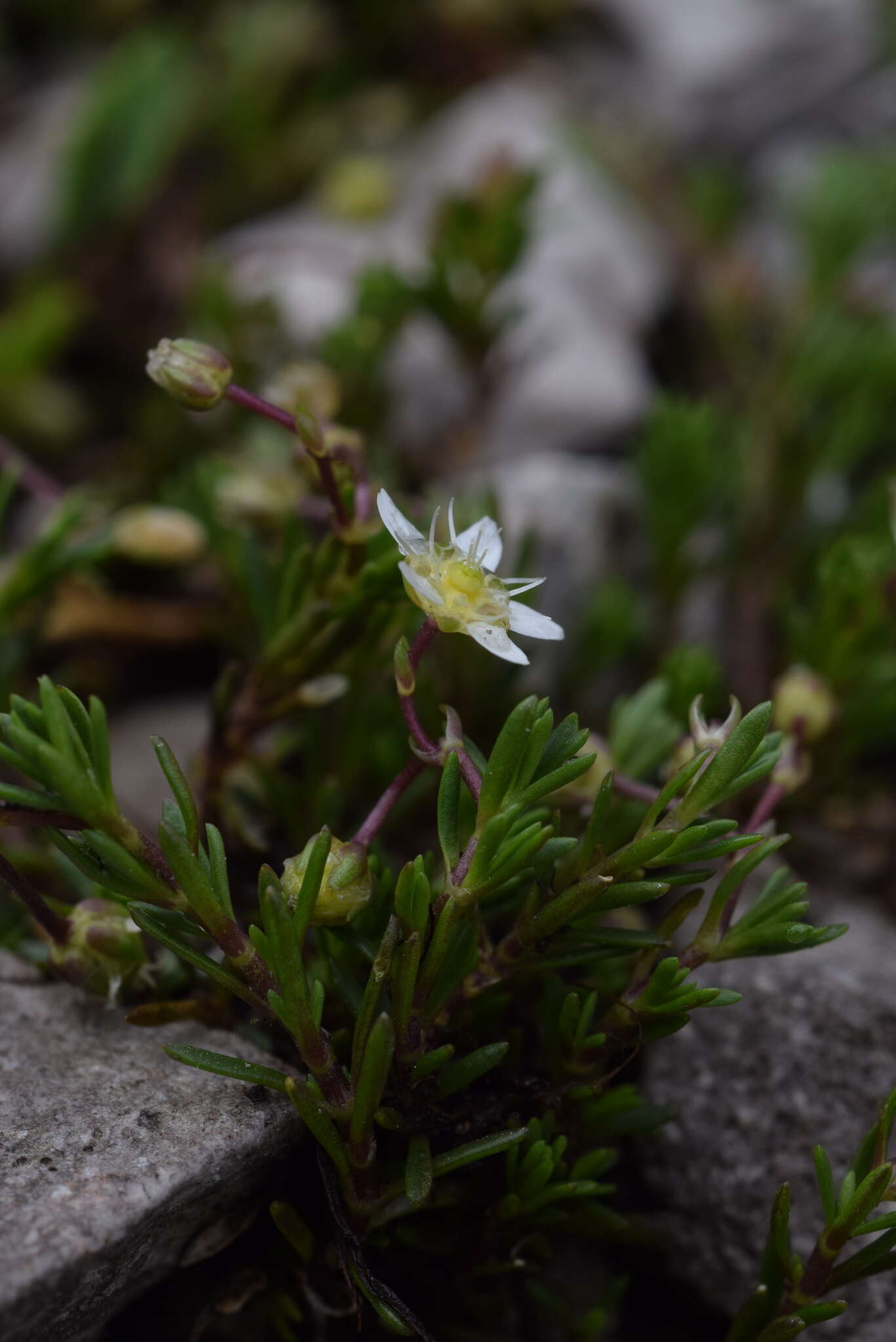 Слика од Moehringia ciliata (Scop.) Dalla Torre