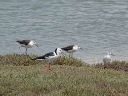 Image of Pied Stilt