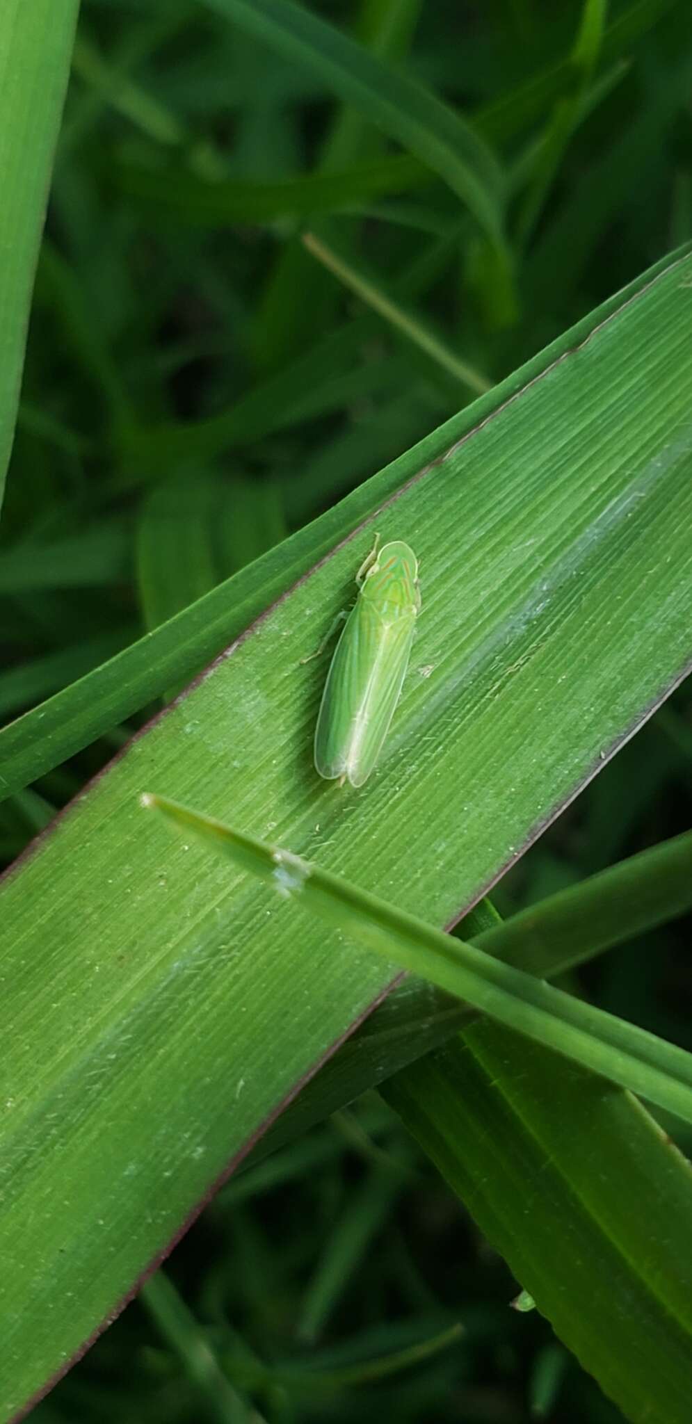 Image de Spangbergiella vulnerata Uhler 1877