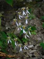 Sivun Saxifraga cortusifolia Sieb. & Zucc. kuva