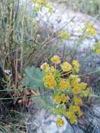 Image of Euphorbia nicaeensis All.