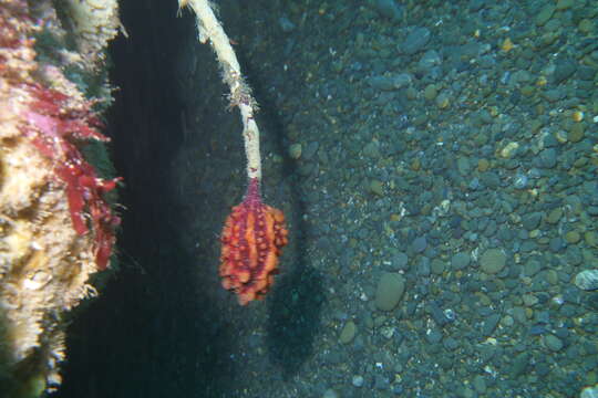 Image of New Zealand sea tulip