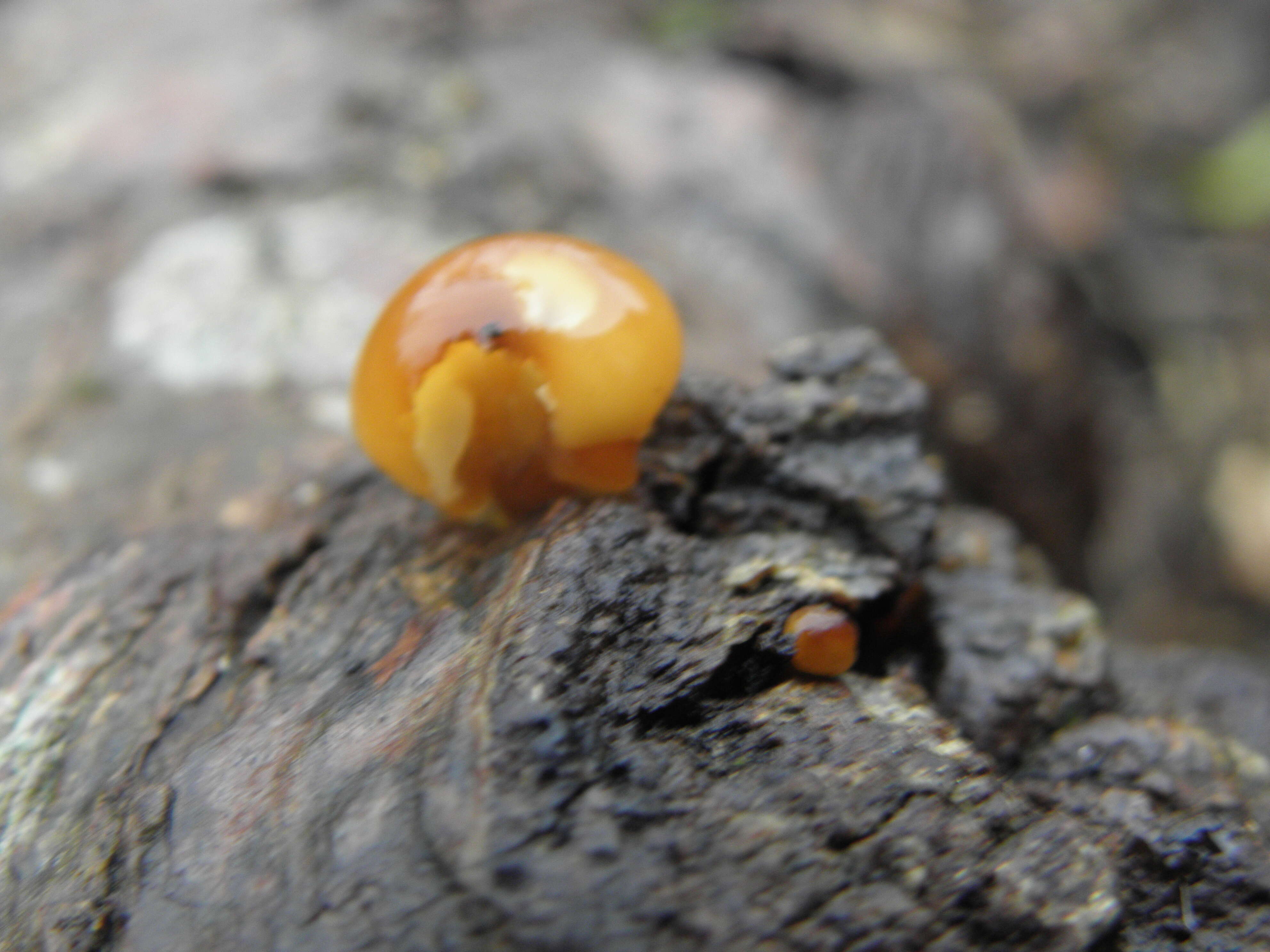 Image of Tubaria furfuracea (Pers.) Gillet 1876