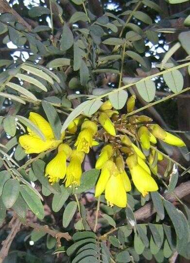 Image of Sophora macrocarpa