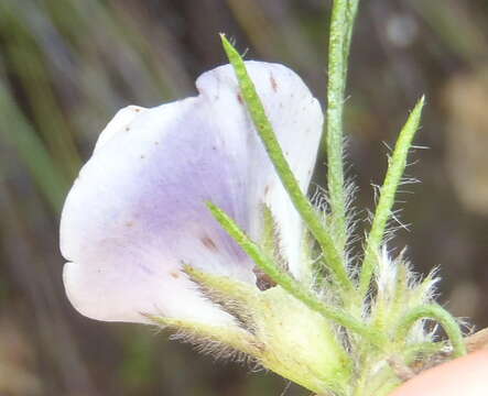 Image de Psoralea floccosa