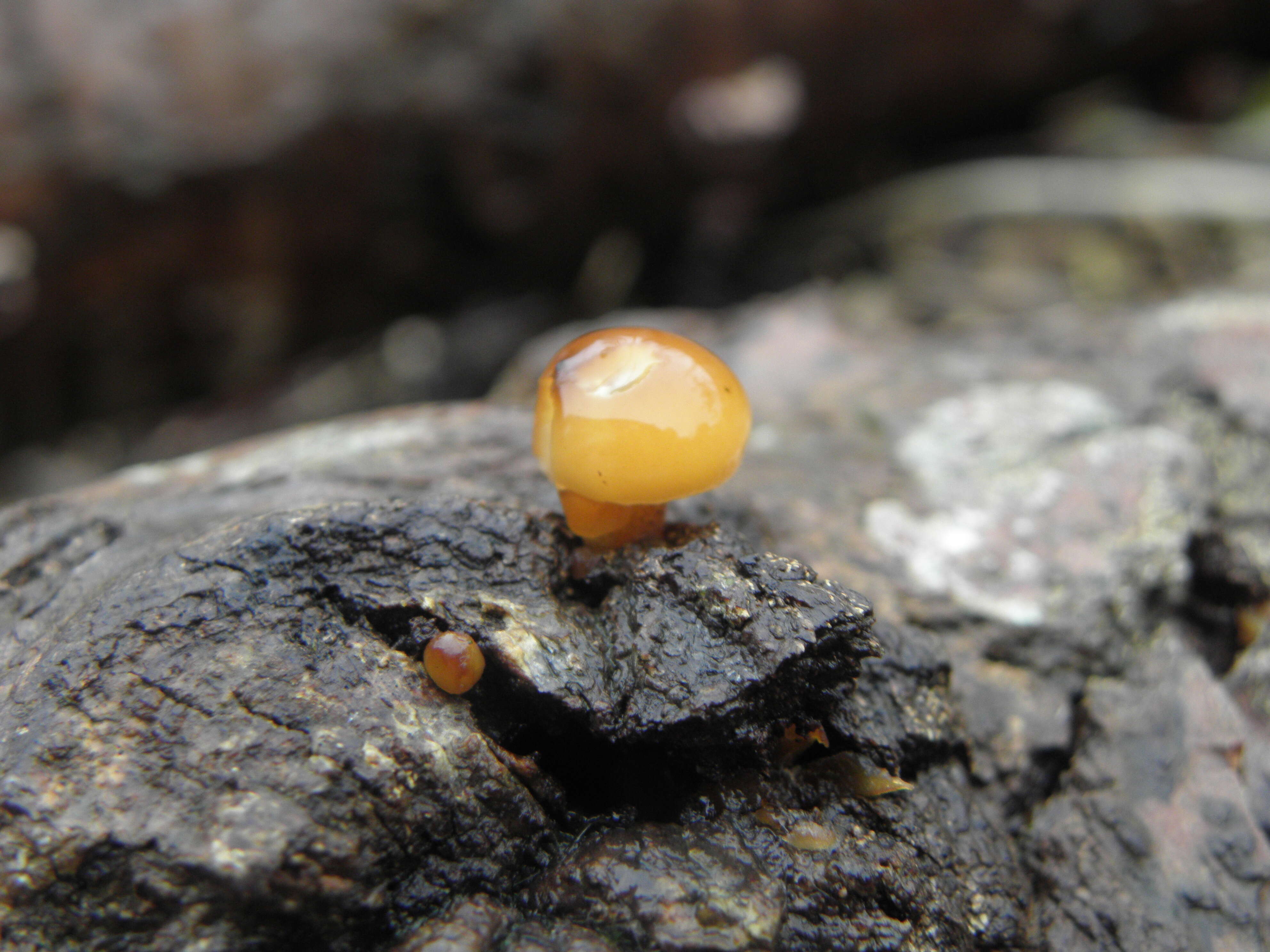 Image of Tubaria furfuracea (Pers.) Gillet 1876