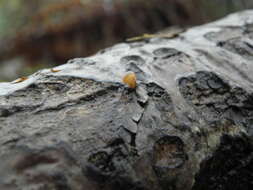 Image of Tubaria furfuracea (Pers.) Gillet 1876