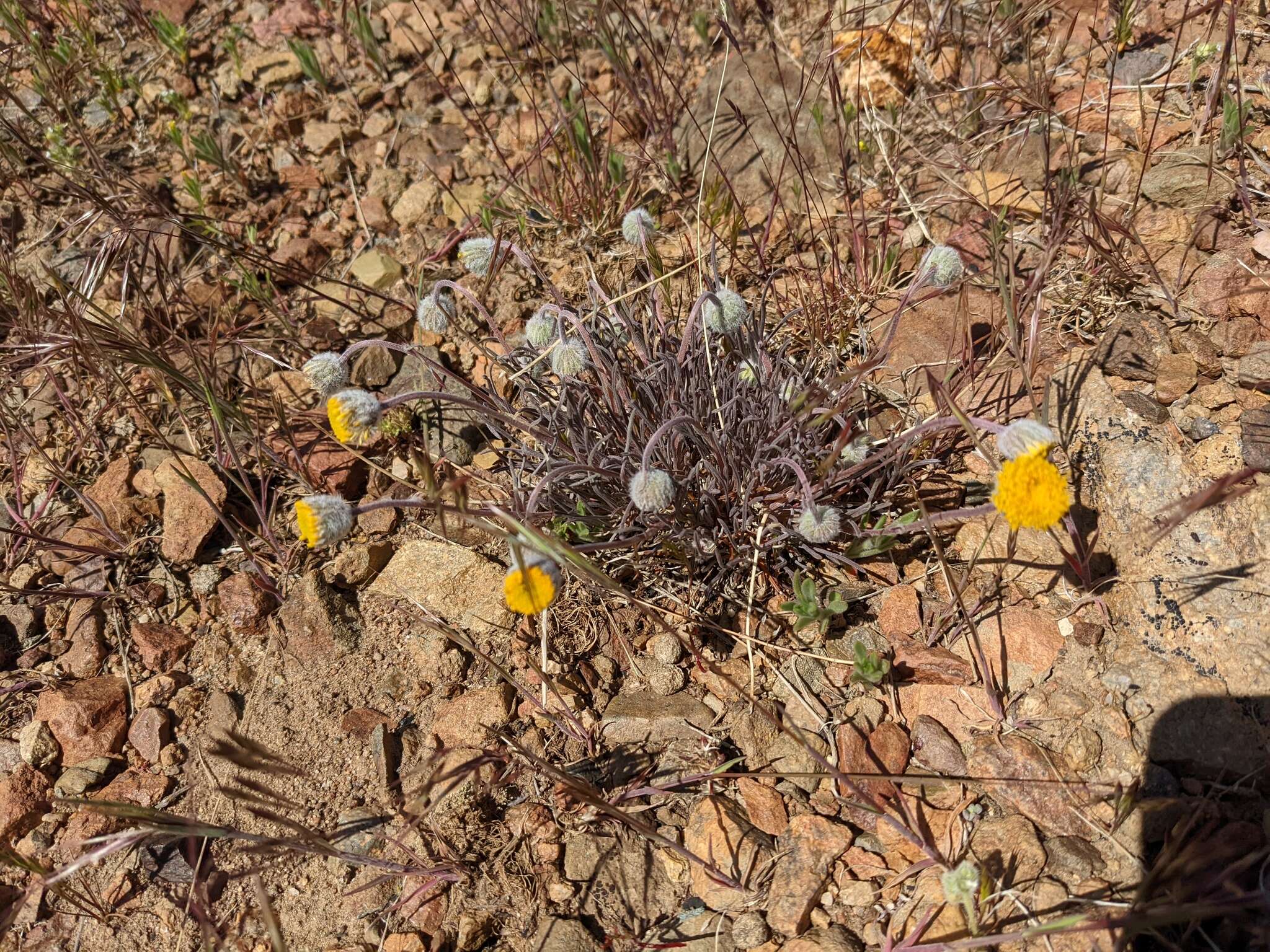 Erigeron bloomeri A. Gray resmi