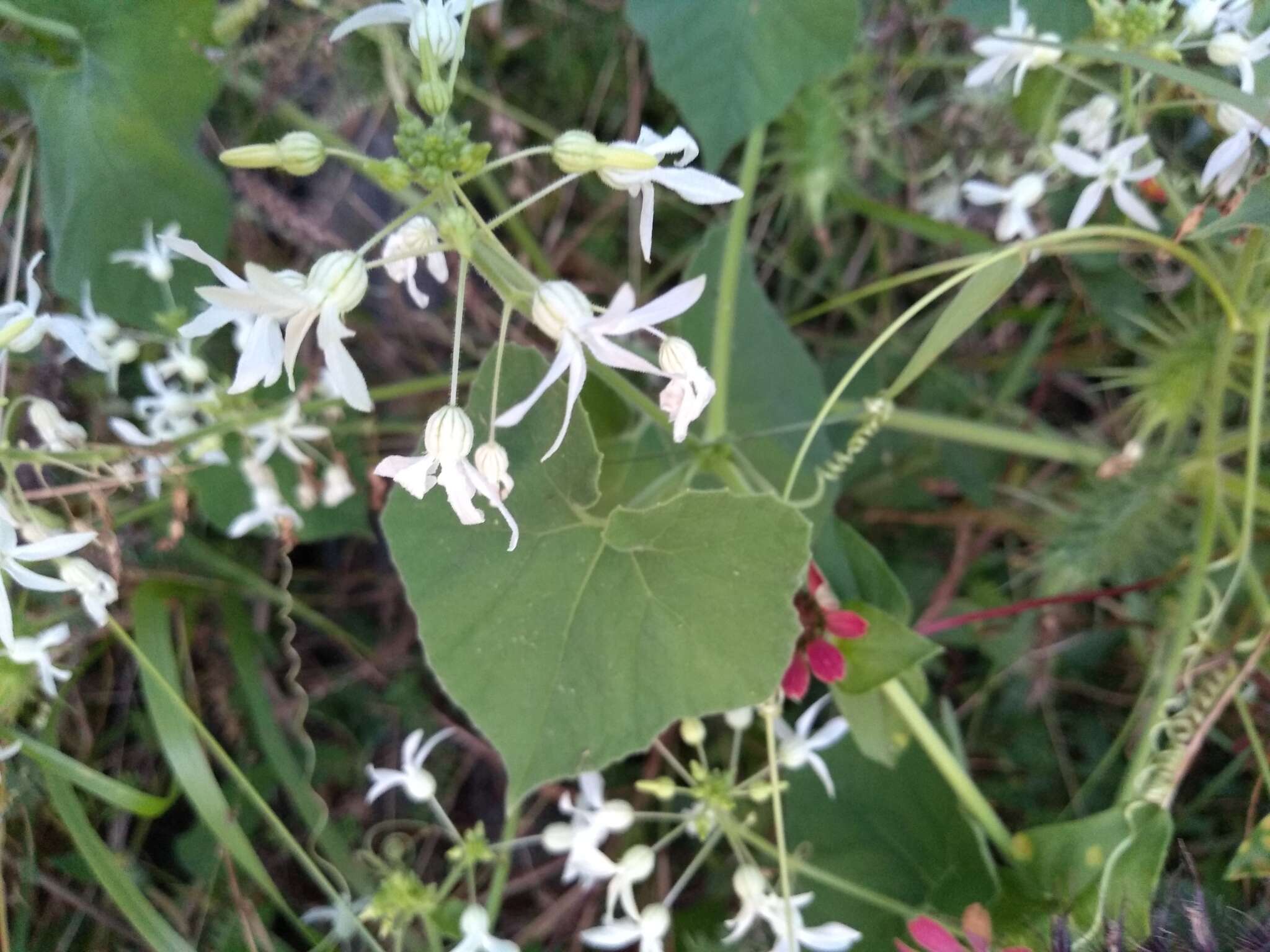 صورة Echinopepon pubescens (Benth.) Rose