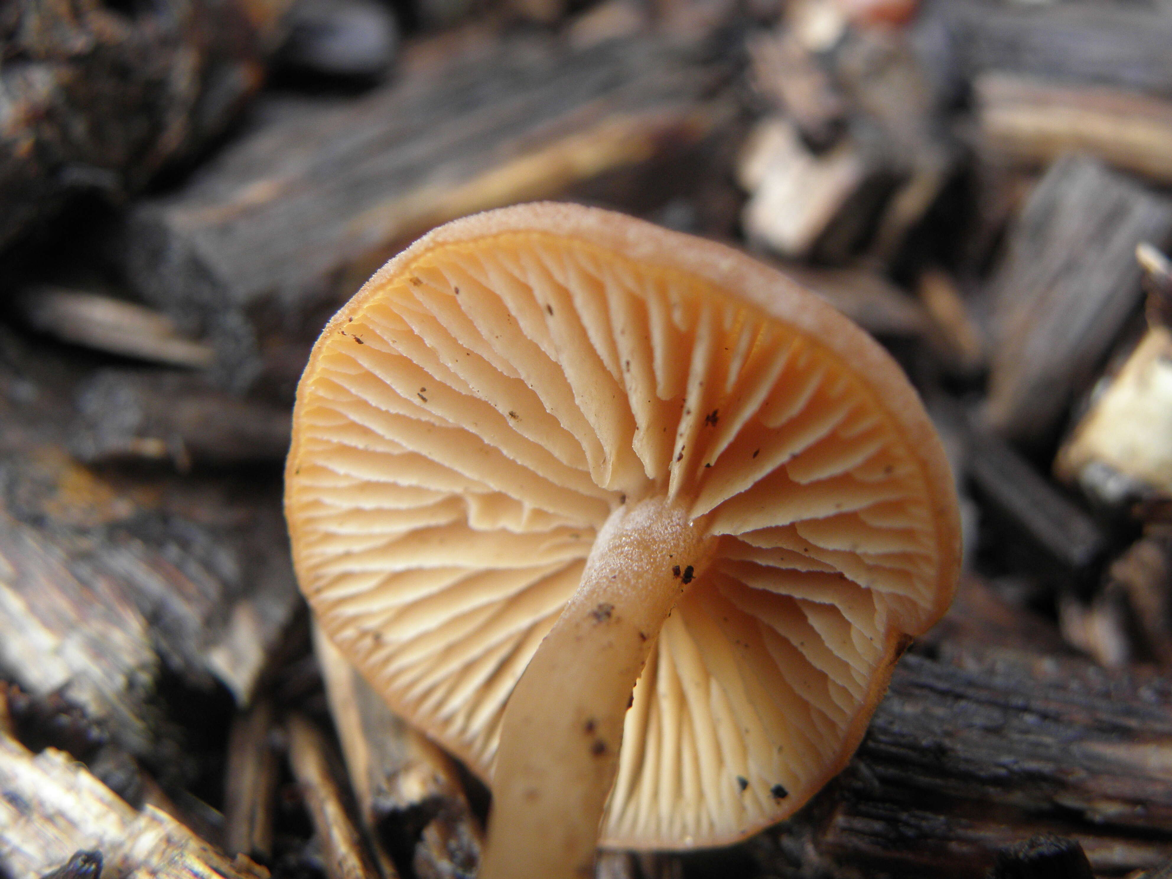 Image of Tubaria furfuracea (Pers.) Gillet 1876