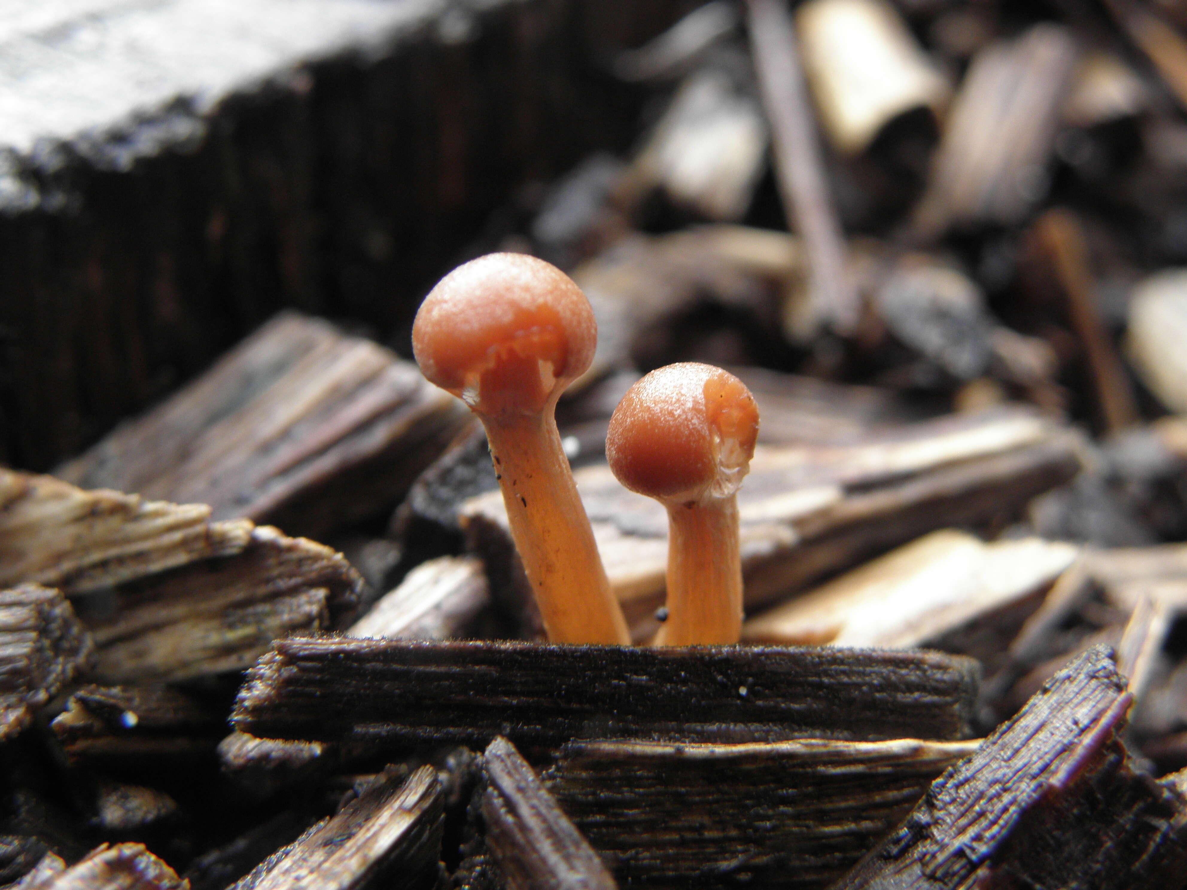 Image of Tubaria furfuracea (Pers.) Gillet 1876