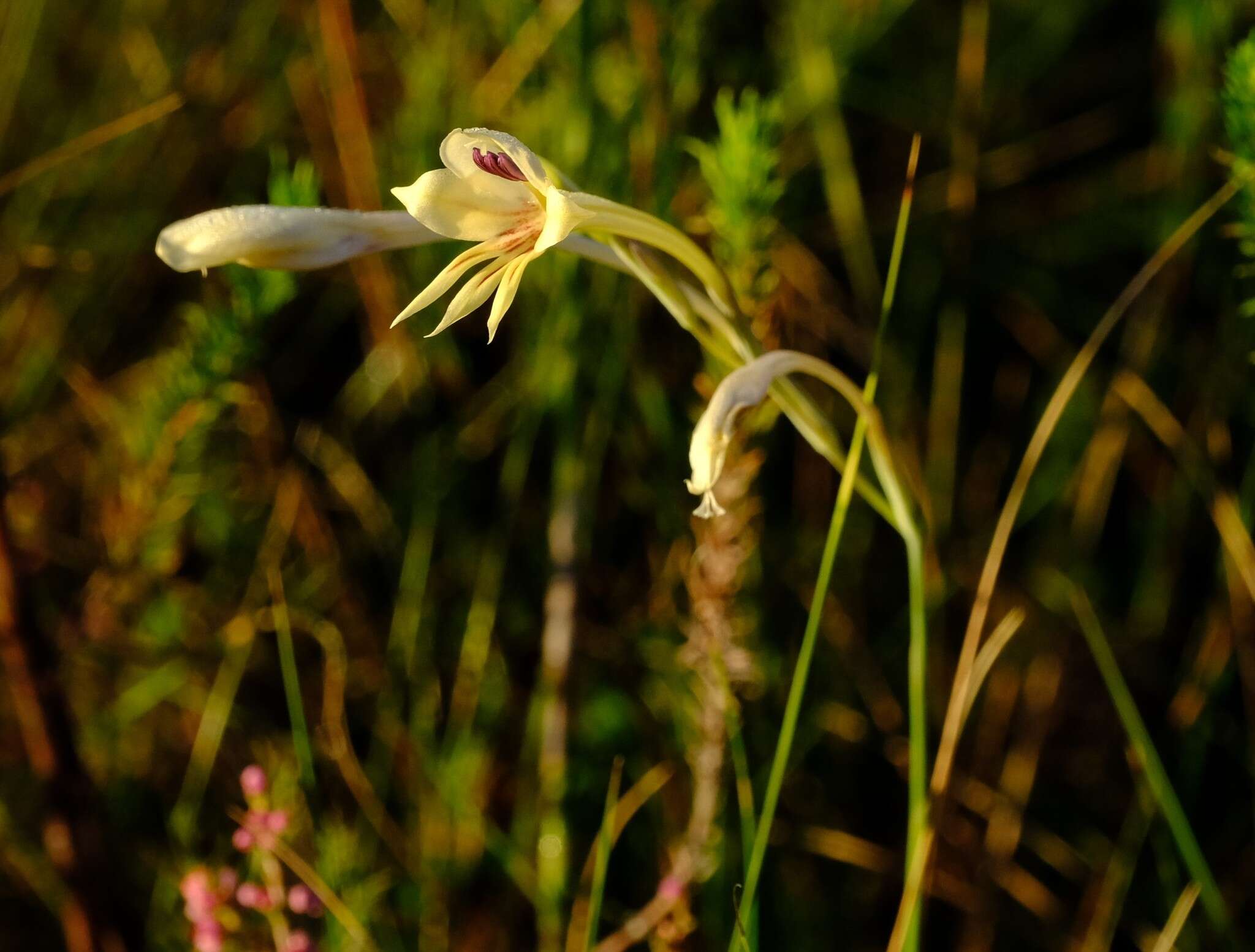 Image of Gladiolus engysiphon G. J. Lewis