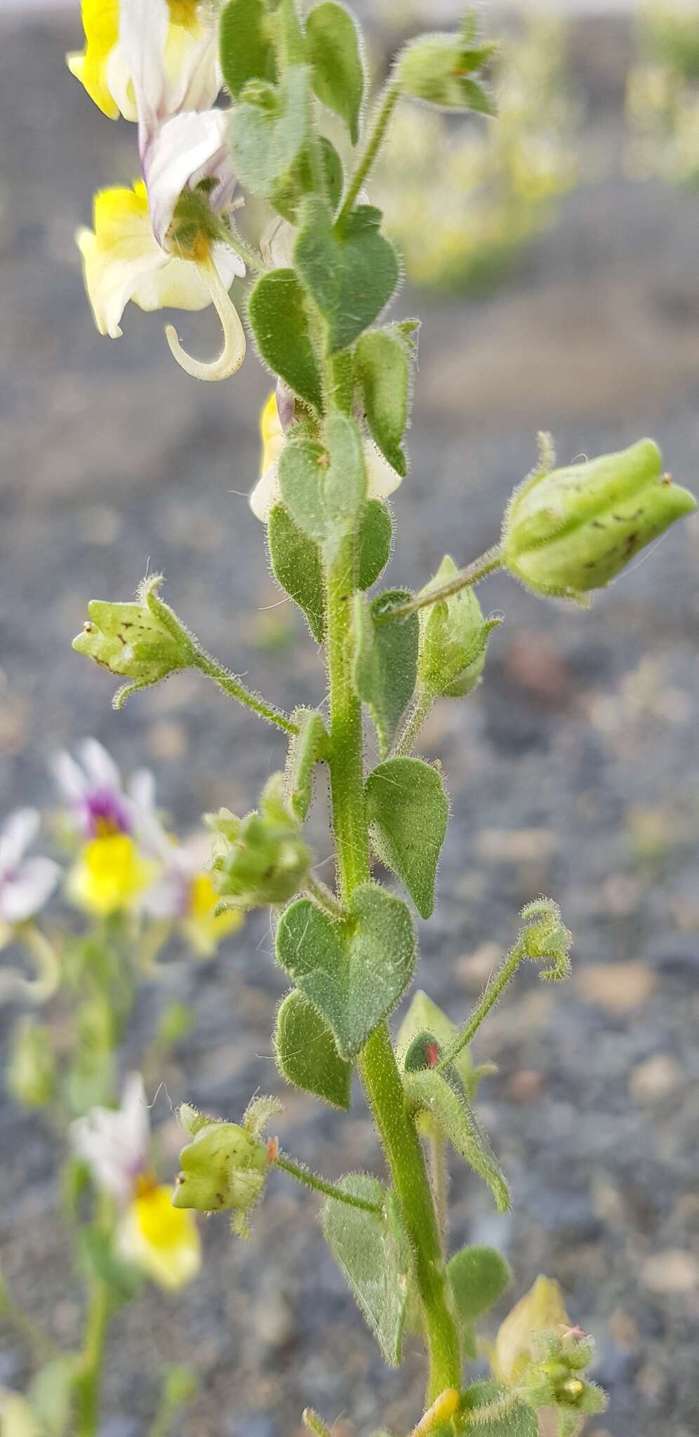 Sivun Nemesia karroensis Bond kuva