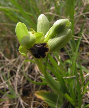 Image of Ophrys fusca subsp. fusca