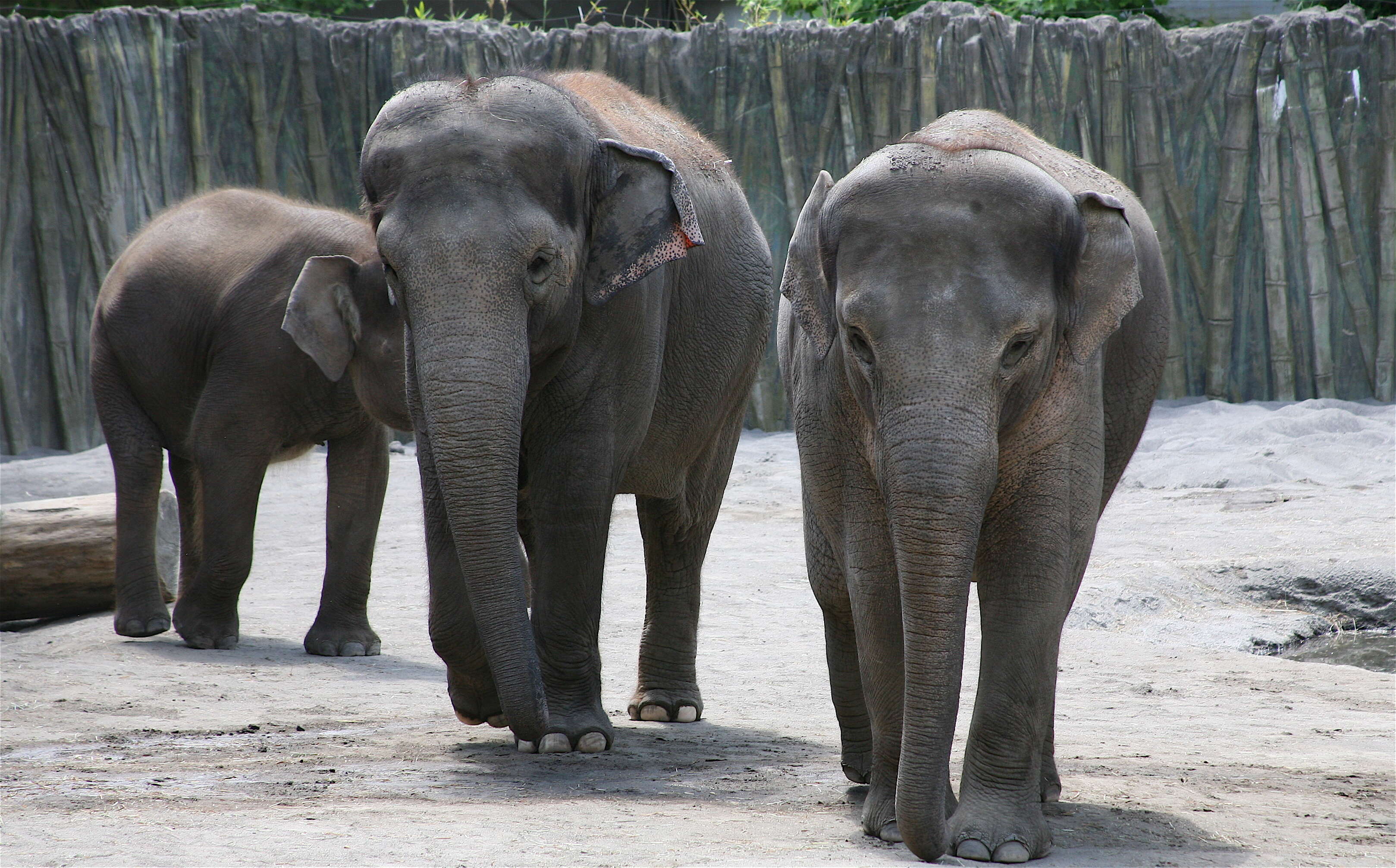 Image of Borneo elephant