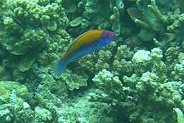 Image of Orange-back wrasse