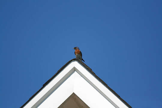 Image of Eastern Bluebird