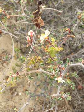 صورة Serjania tortuosa (Benth.) Ferrucci & V. W. Steinm.