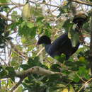 Image of Razor-billed Curassow