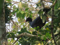 Image of Razor-billed Curassow