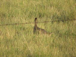 Image of Sharp-tailed Grouse