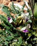 صورة Astragalus naturitensis Payson