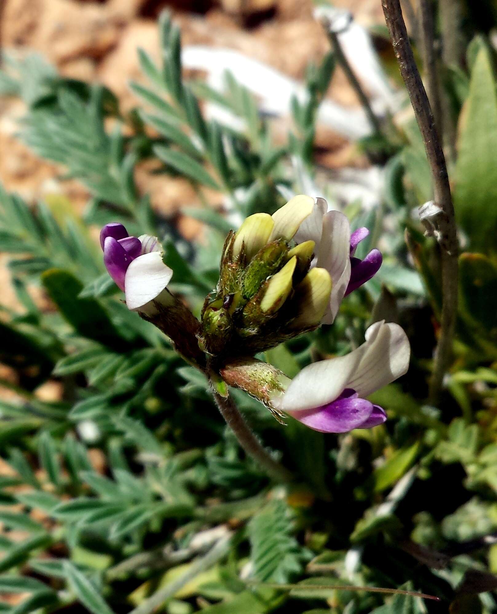 صورة Astragalus naturitensis Payson