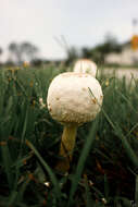 Plancia ëd Chlorophyllum molybdites (G. Mey.) Massee ex P. Syd. 1900