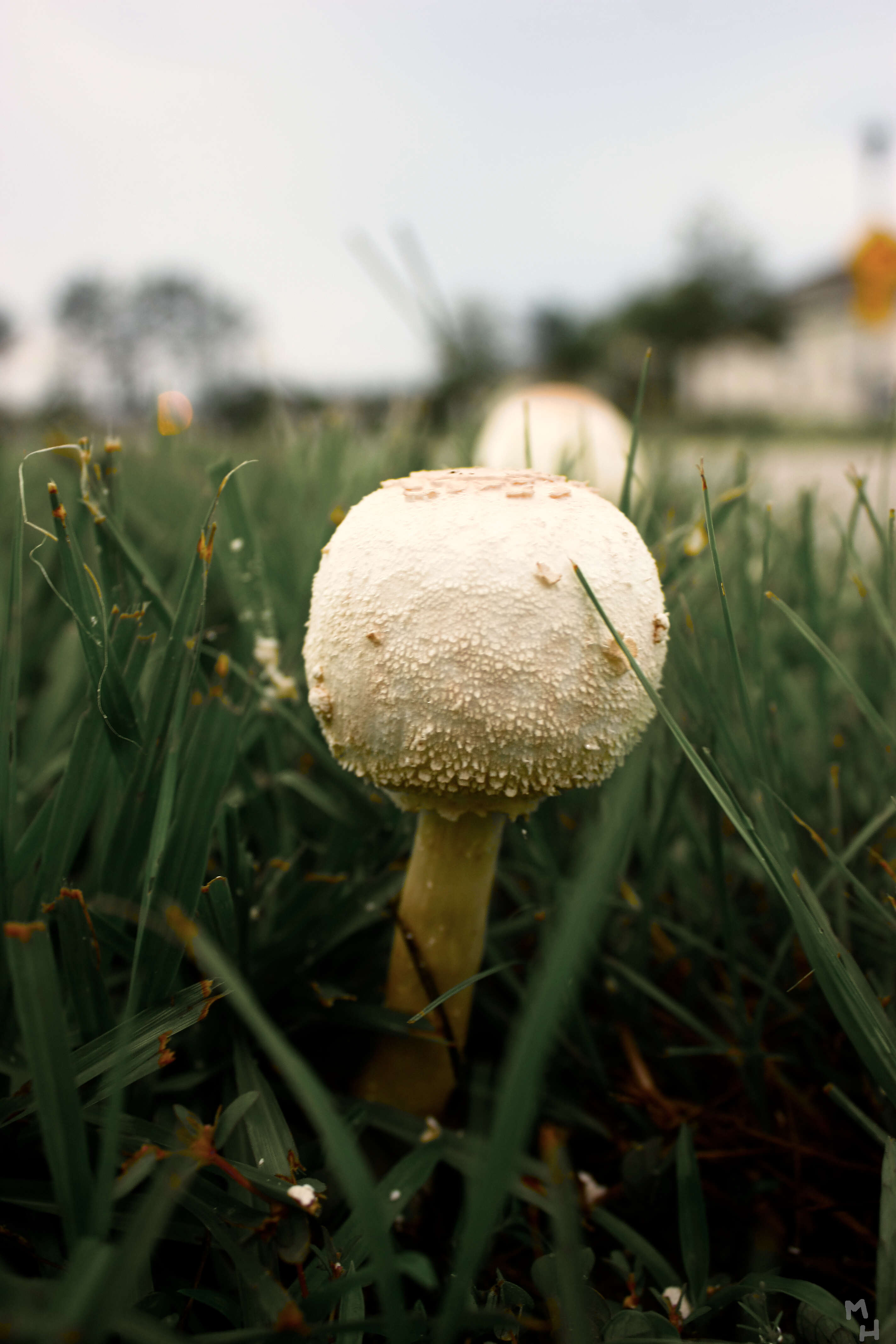 Image of Green-spored parasol