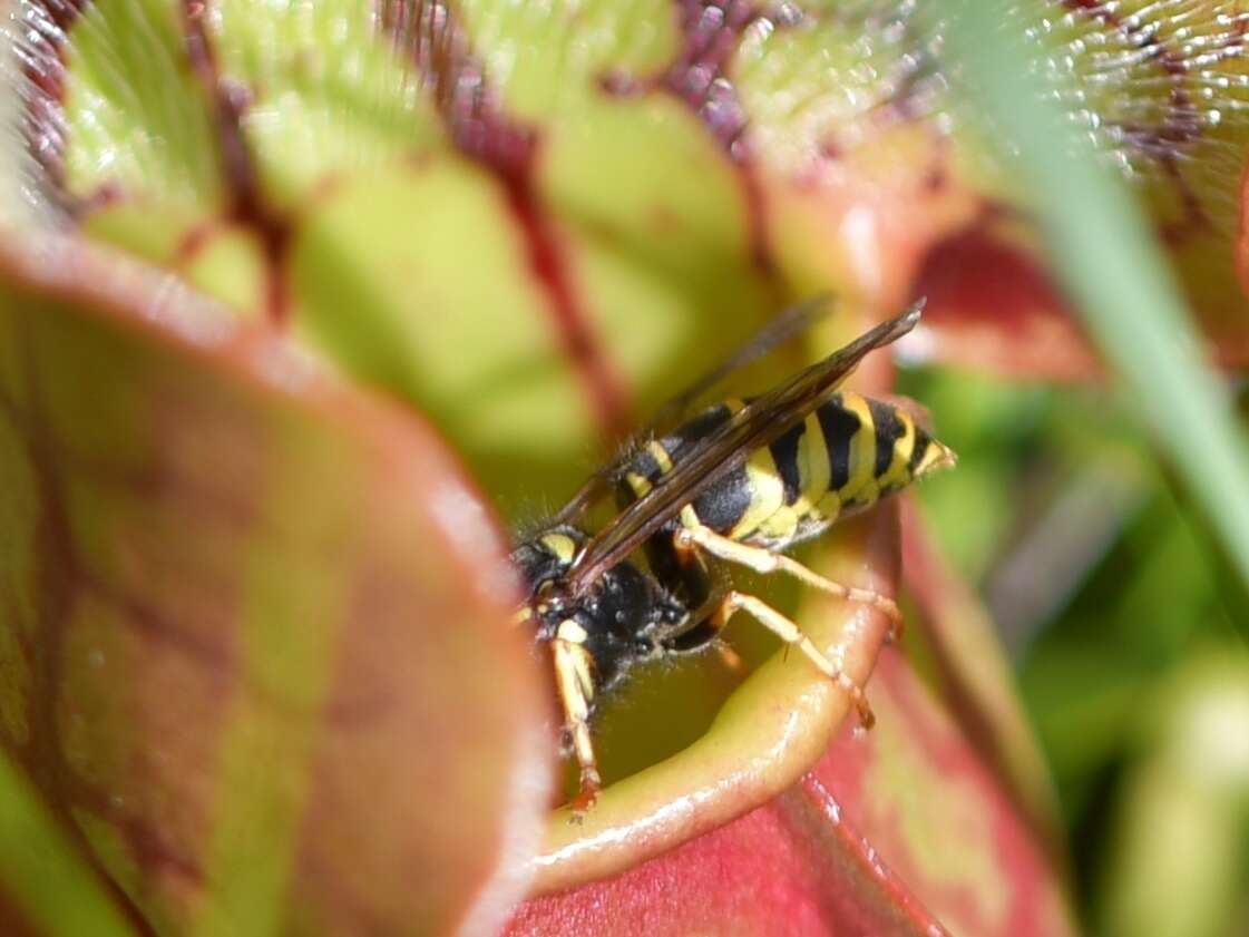 Image of Forest Yellowjacket