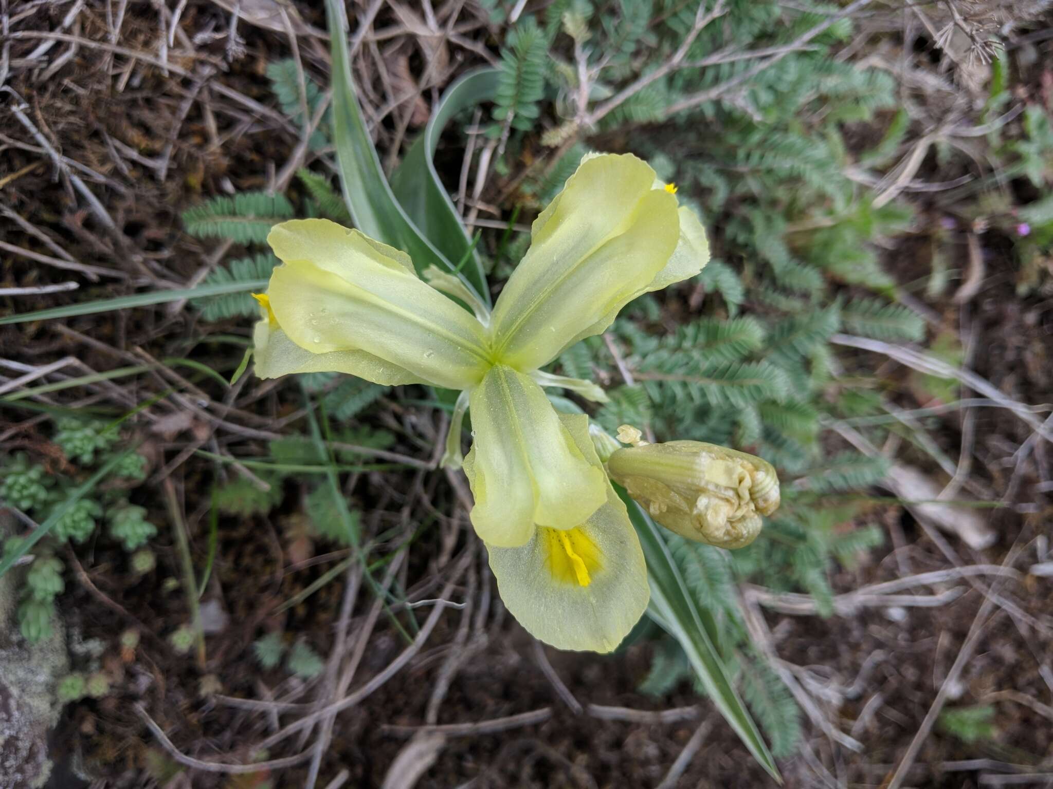 Image of Iris caucasica Hoffm.