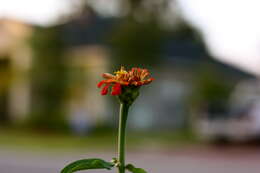 Image of ELEGANT ZINNIA