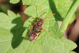 Image of Nomada flava Panzer 1798