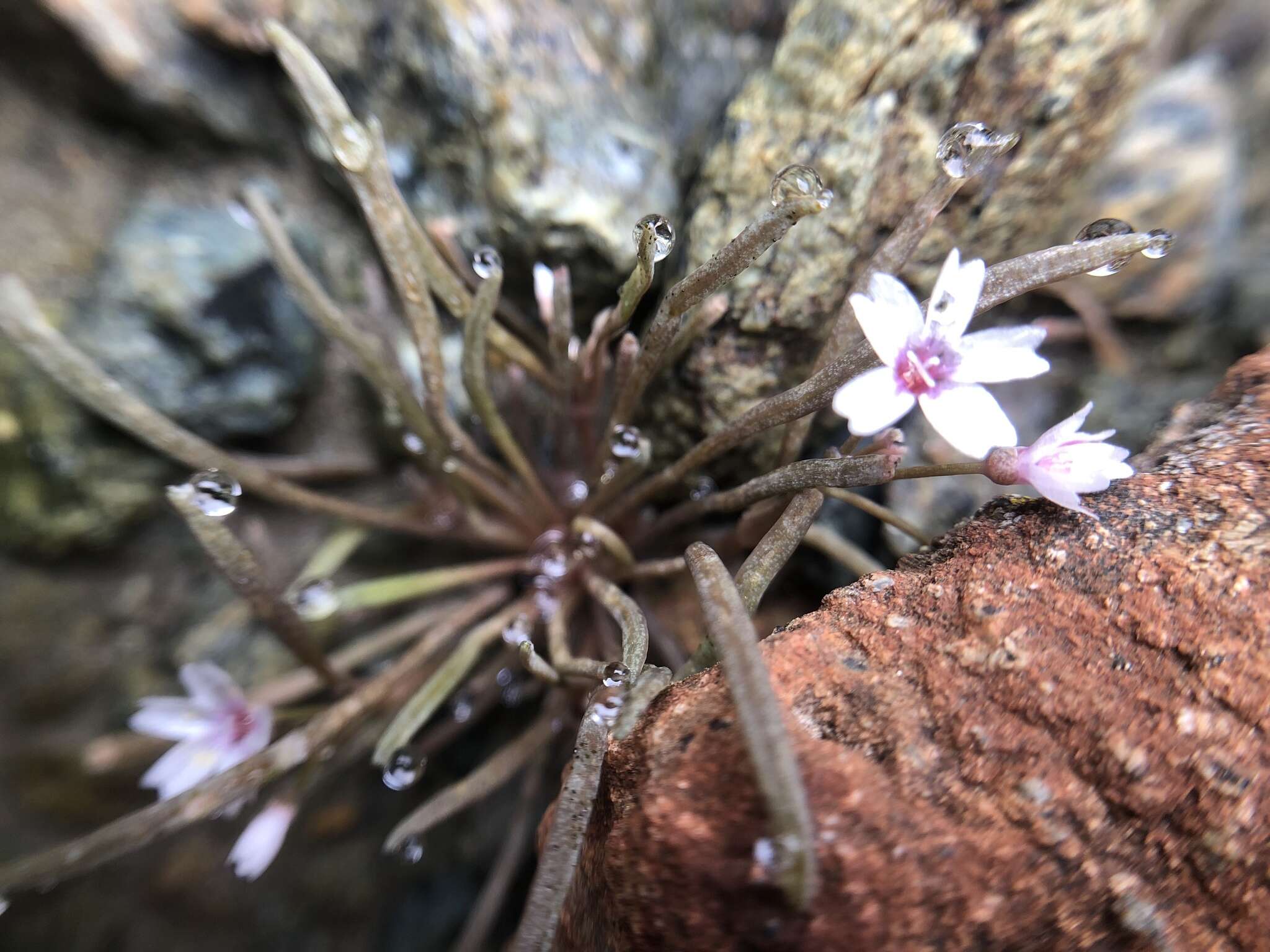 Image of gypsum springbeauty