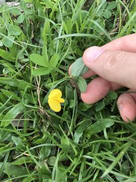 Image of Arachis duranensis Krapov. & W. C. Greg.