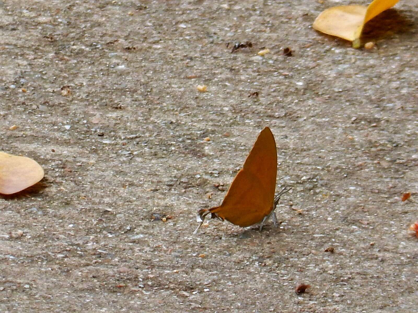 Слика од Loxura atymnus fuconius Fruhstorfer 1912